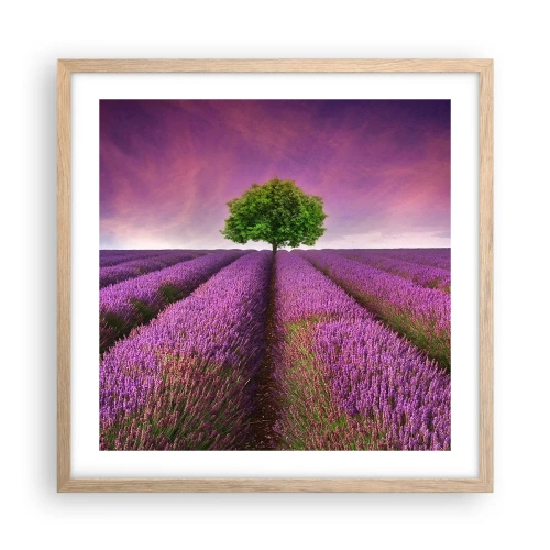 Póster en marco roble claro - En los campos de lavanda - 50x50 cm