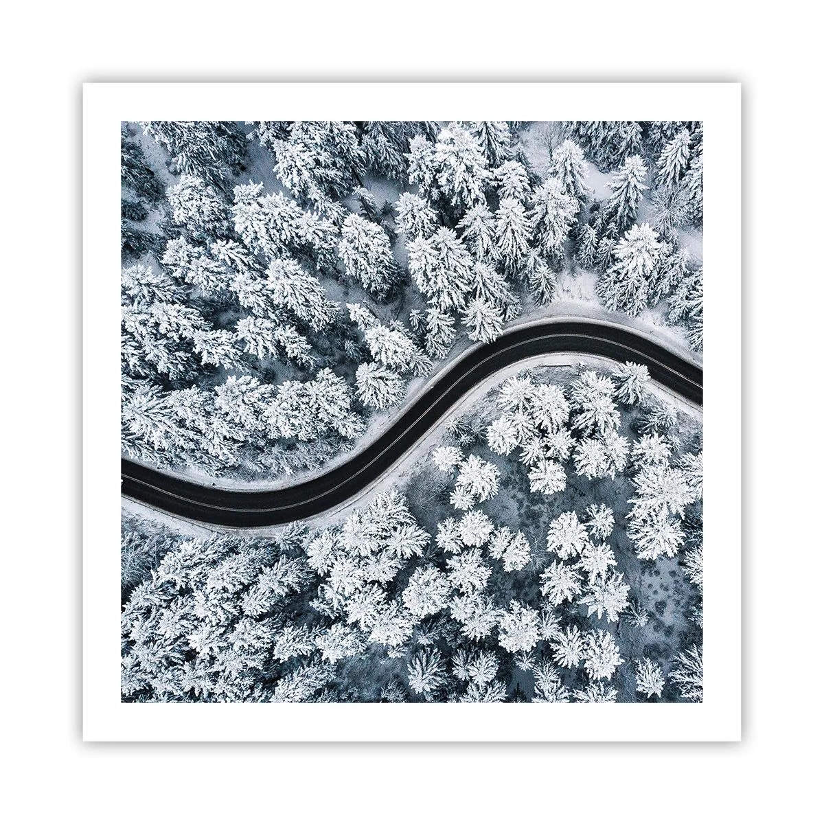 Póster - A través de un bosque invernal - 60x60 cm