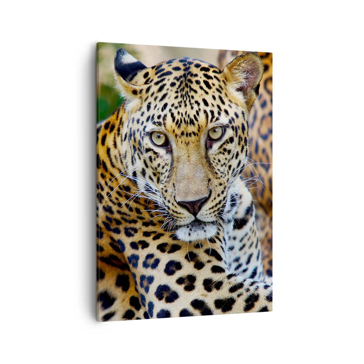 Cuadro sobre lienzo - Impresión de Imagen - Jaguar descansando en un entorno natural con fondo verde. - 50x70cm - Salvaje y tranquilo - Decoración de pared moderna para salón y dormitorio ARTTOR