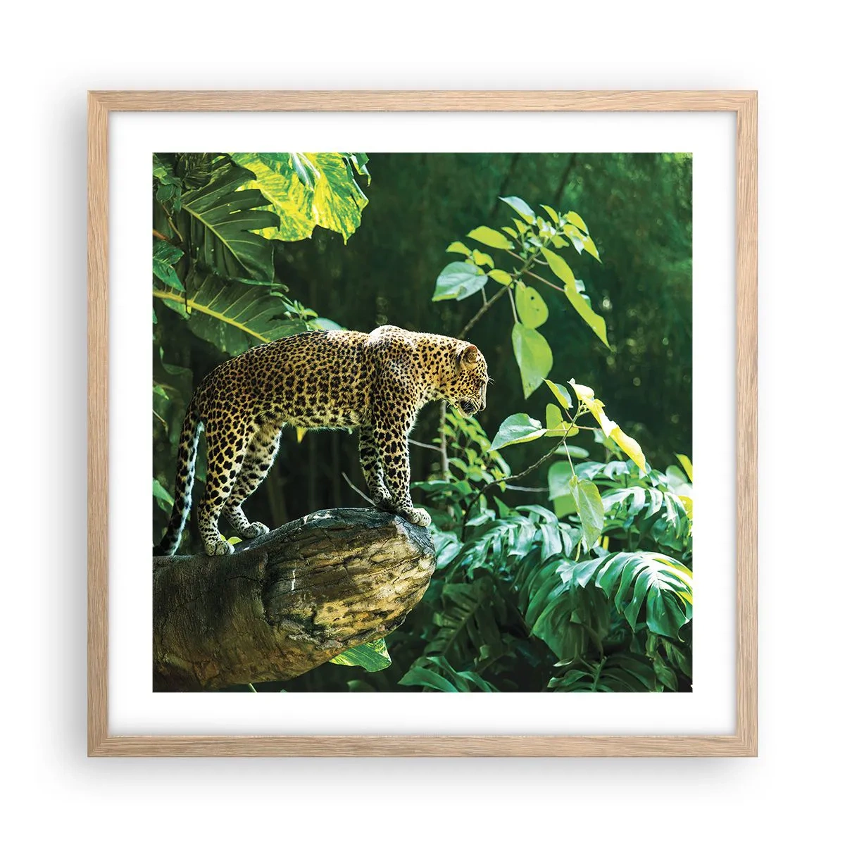 Póster en marco roble claro - ¿A la caza? - 50x50 cm