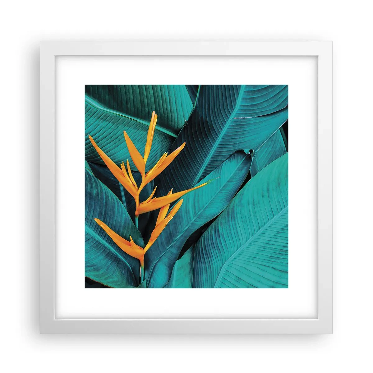 Póster en marco blanco - Flor del Edén - 30x30 cm