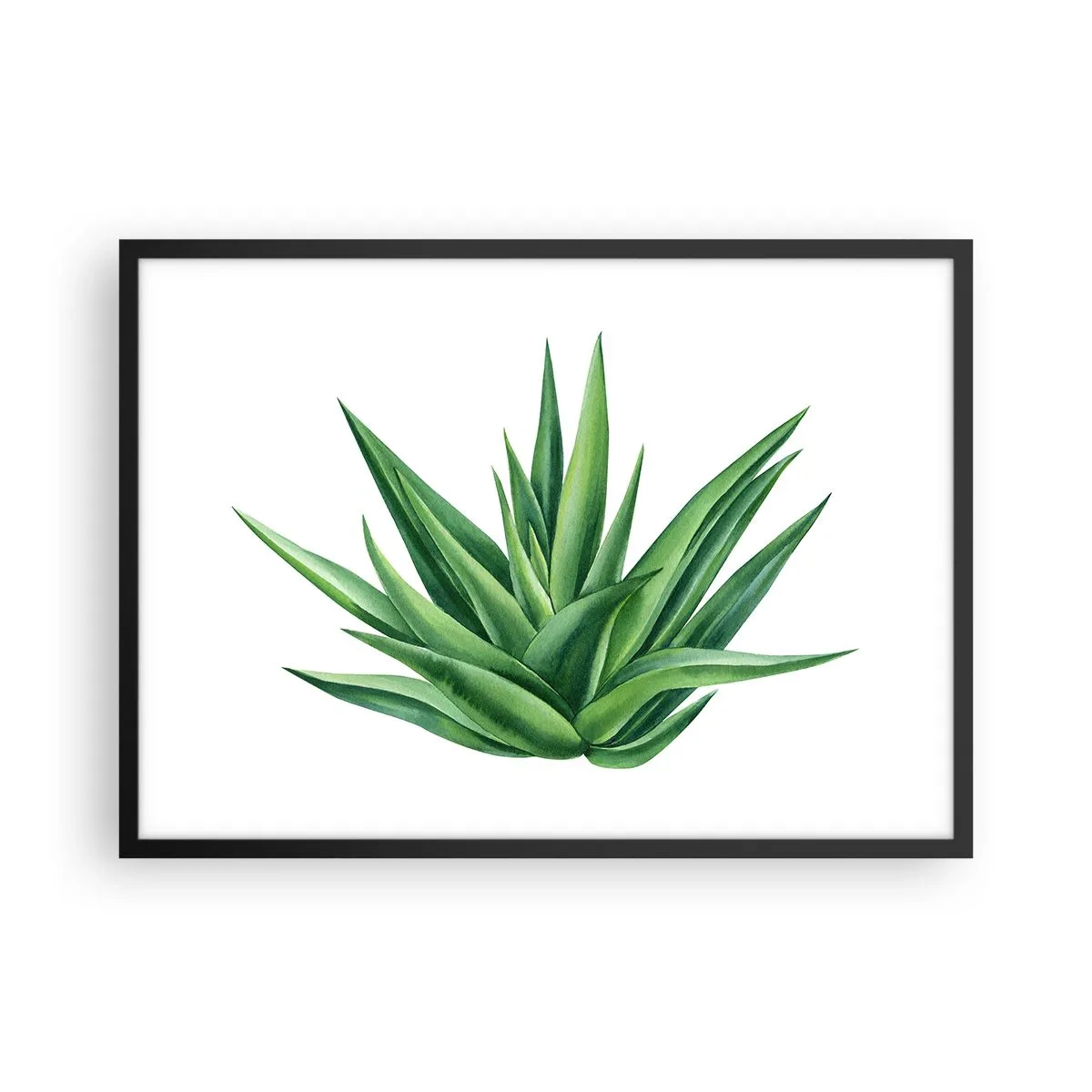 Póster en marco negro - Una planta verde jugosa sobre un fondo blanco. - 70x50cm - Verde - fuerza - vida - Decoración de pared moderna para salón y dormitorio ARTTOR