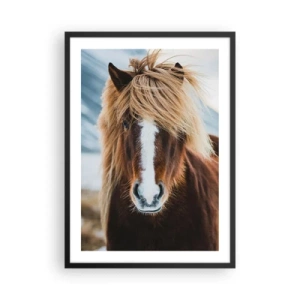 Póster en marco negro - Un primer plano de un caballo islandés con una crin suelta sobre un fondo natural. - 50x70cm - ¿Puedes sentir la libertad? - Decoración de pared moderna para salón y dormitorio ARTTOR