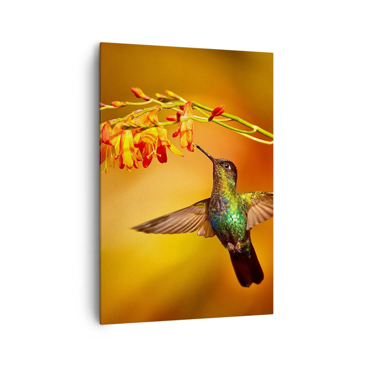 Cuadro sobre lienzo - Impresión de Imagen - Colibrí junto a una flor bajo la cálida luz - 70x100cm - Mensajero de la luz - Decoración de pared moderna para salón y dormitorio ARTTOR