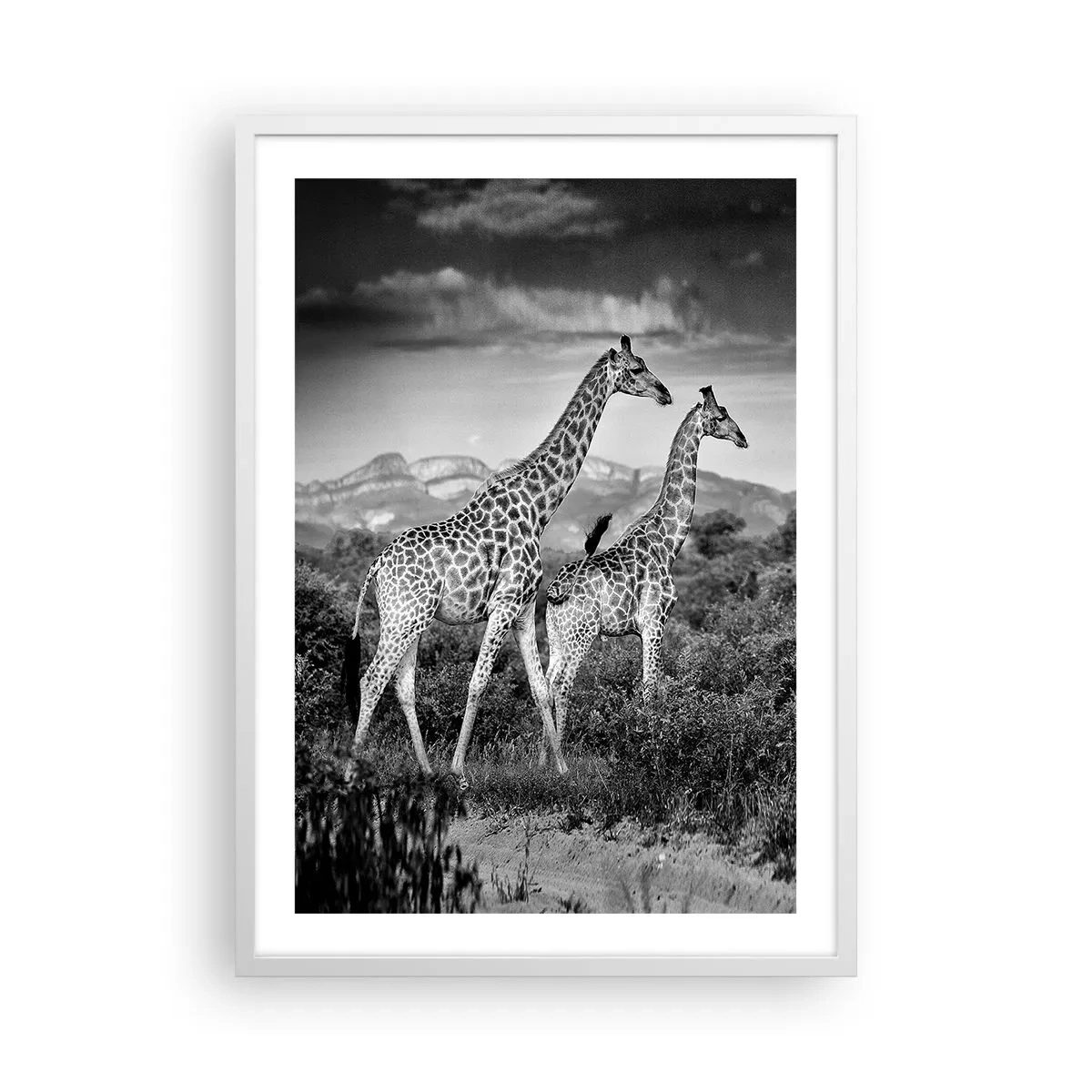 Póster en marco blanco - La clase alta de África - 50x70 cm