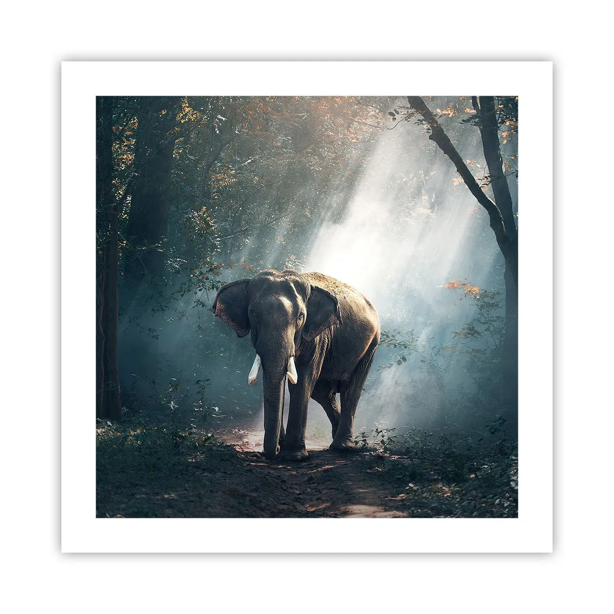 Póster - Un paseo tranquilo - 50x50 cm