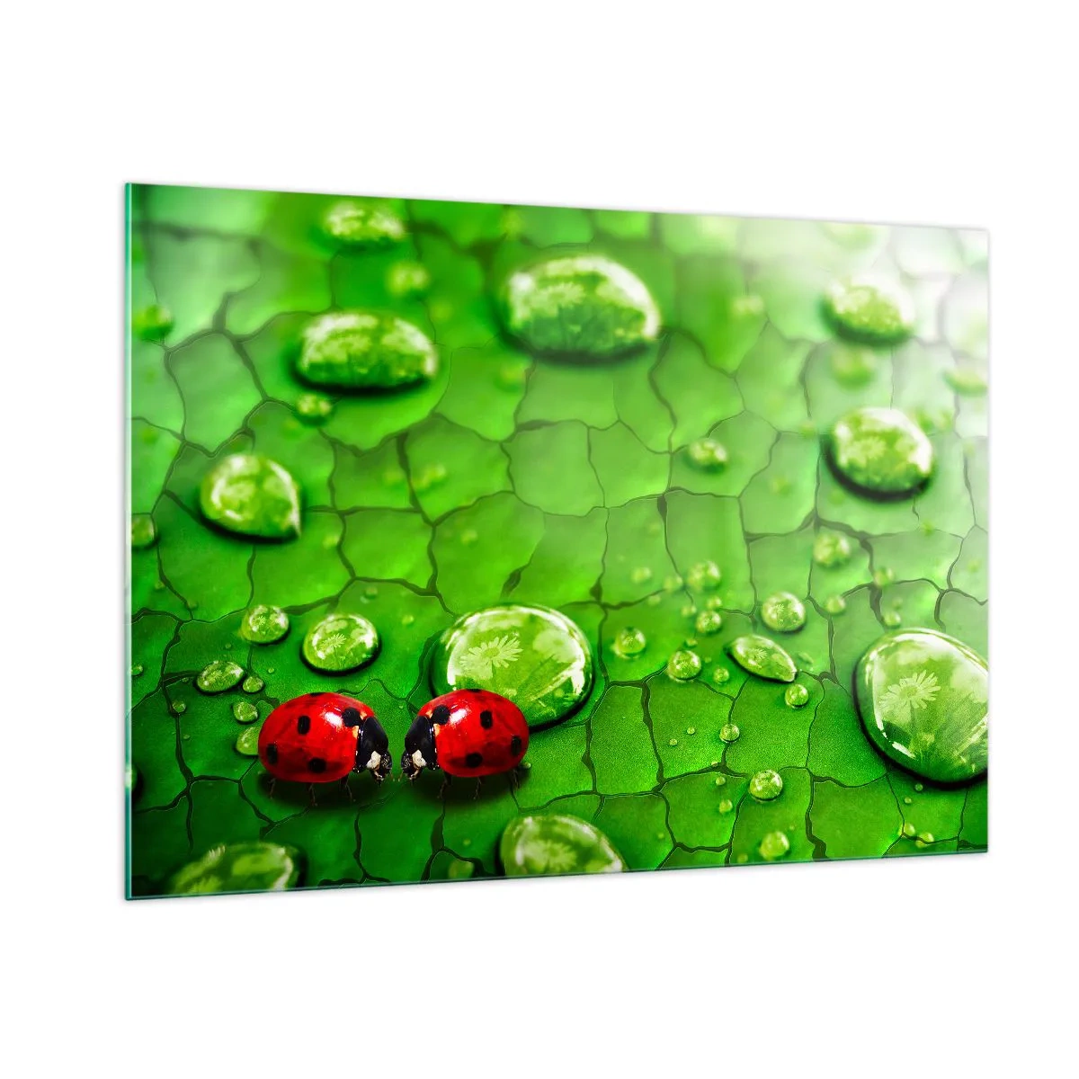 Cuadro sobre vidrio - Impresiones sobre Vidrio - Dos mariquitas en una hoja verde con gotas de agua. - 100x70cm - Reunión sobre verde - Decoración de pared moderna para salón y dormitorio ARTTOR