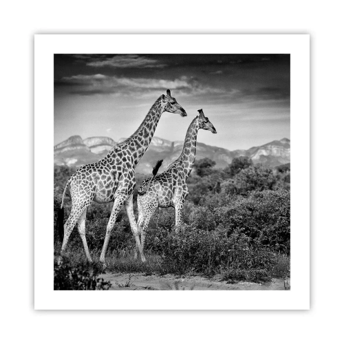 Póster - La clase alta de África - 50x50 cm