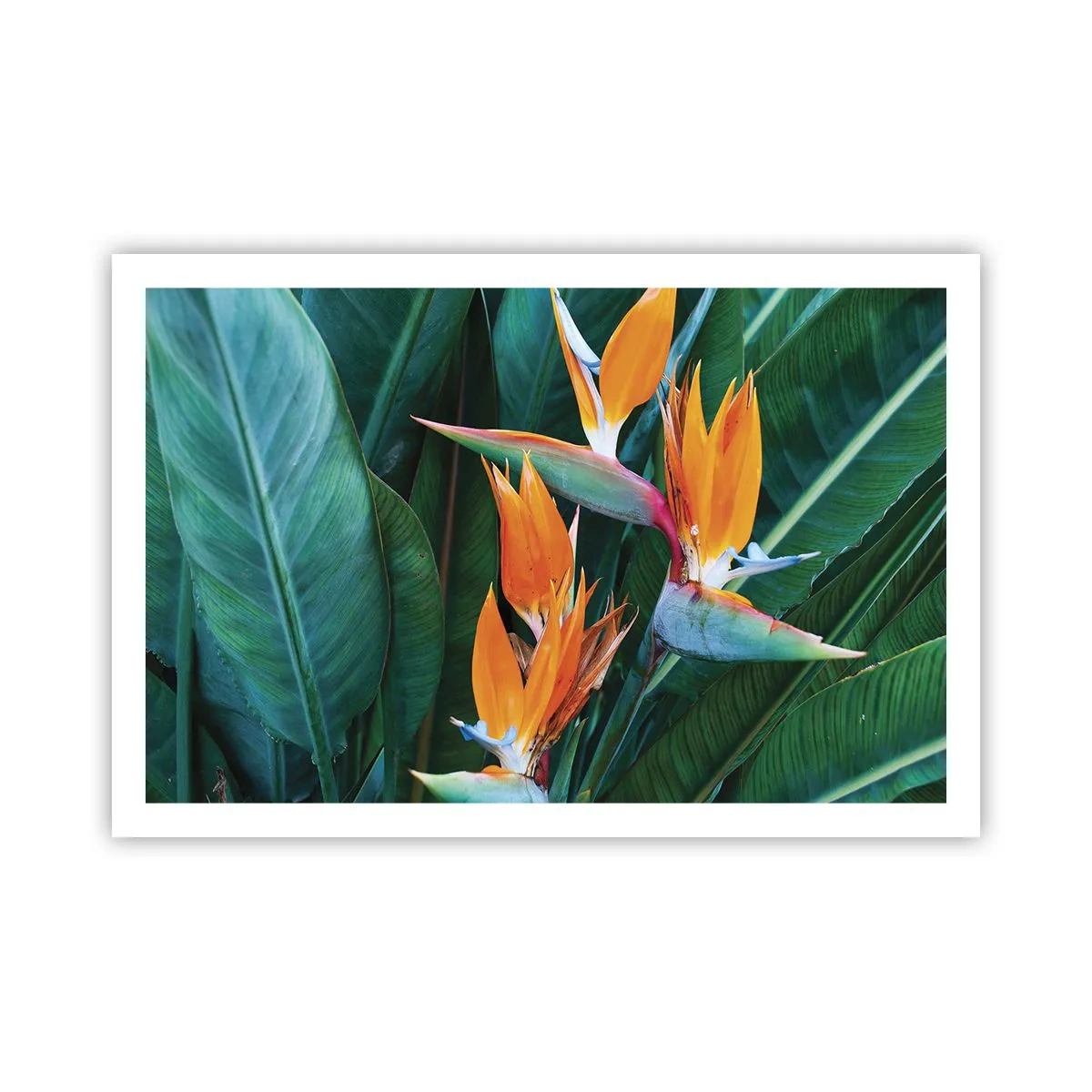 Póster - ¿Es una flor o es un pájaro? - 91x61 cm
