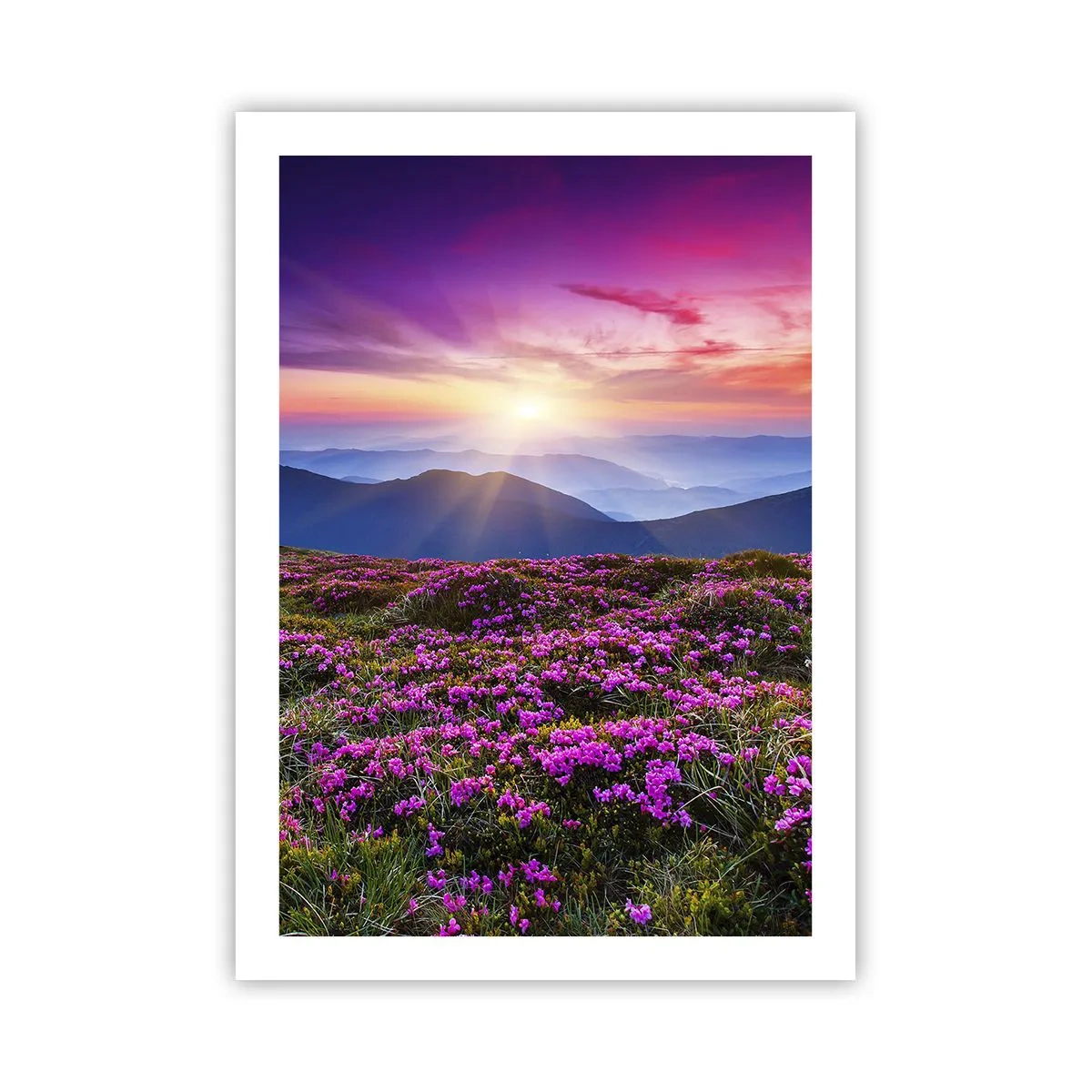 Póster - Un campo de flores violetas en las montañas al atardecer. - 50x70cm - Dulce aroma a frescura - Decoración de pared moderna para salón y dormitorio ARTTOR