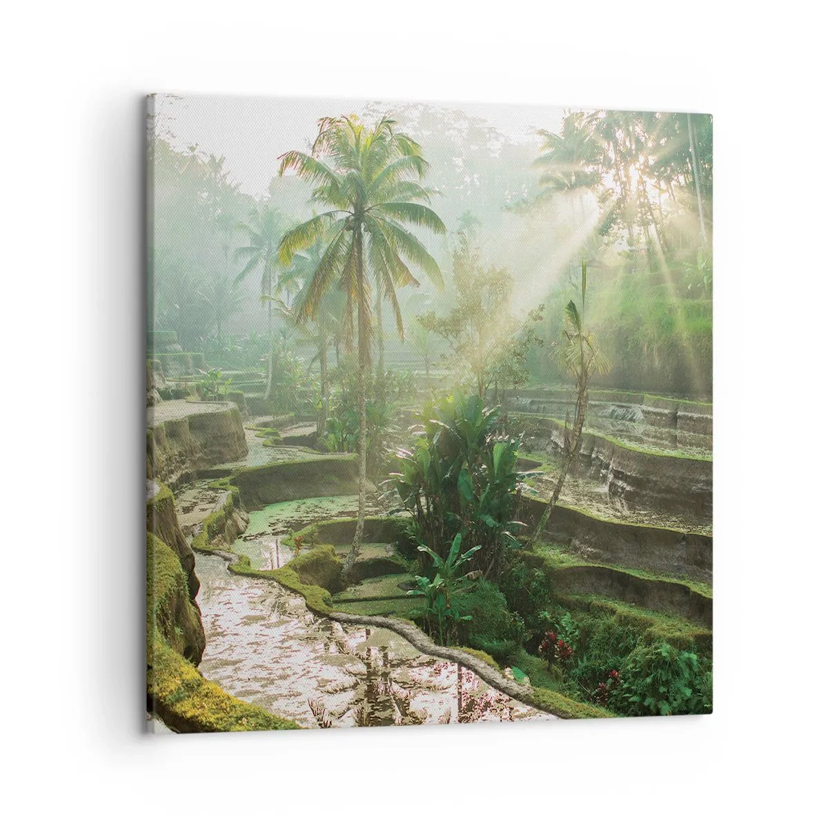 Cuadro sobre lienzo - Impresión de Imagen - Crecer bajo el sol - 50x50 cm