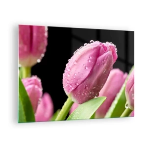 Cuadro sobre vidrio - Impresiones sobre Vidrio - Tulipanes rosados cubiertos de gotas de rocío sobre un fondo negro. - 70x50cm - Un sueño de lilas en el rocío - Decoración de pared moderna para salón y dormitorio ARTTOR