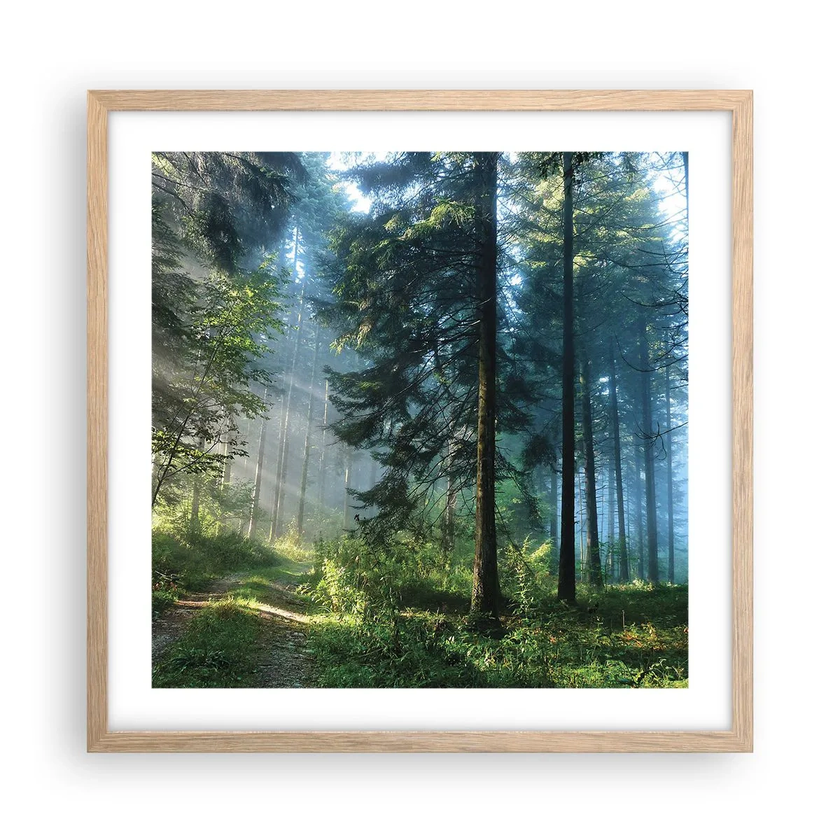 Póster en marco roble claro - Radiante por la mañana - 50x50 cm