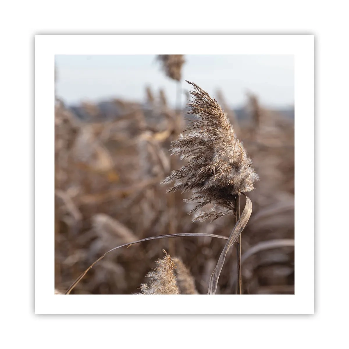 Póster - Es hora de volar con el viento - 50x50 cm