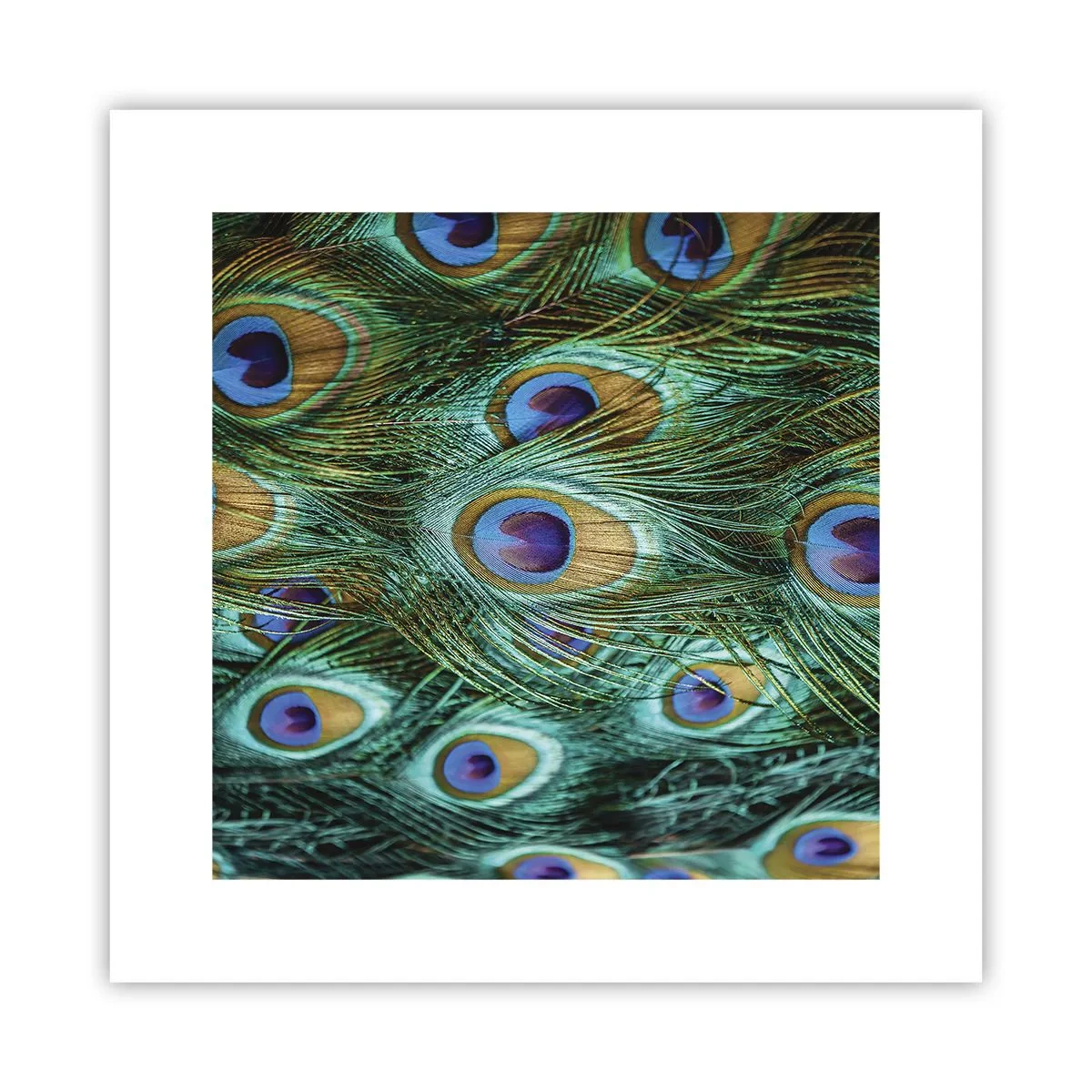 Póster - Mirada de pavo real - 30x30 cm