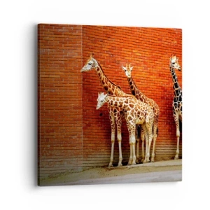 Cuadro sobre lienzo - Impresión de Imagen - ¿Ves alguna acacia? - 40x40 cm