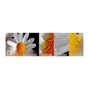 Muestra de fotomural Premium Canvas - El sol naciente de una margarita - Flor, Manzanilla, Naturaleza - 100x30 cm