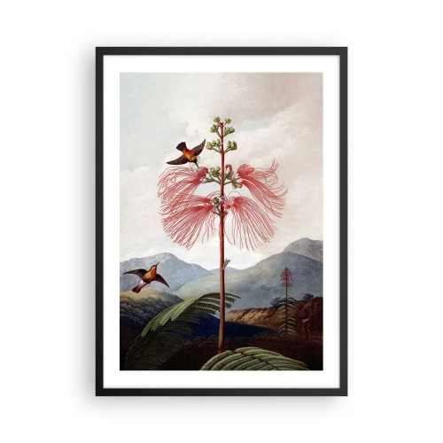 Póster en marco negro - Flor exótica con colibríes entre las montañas. - 50x70cm - En un paraíso tropical - Decoración de pared moderna para salón y dormitorio ARTTOR