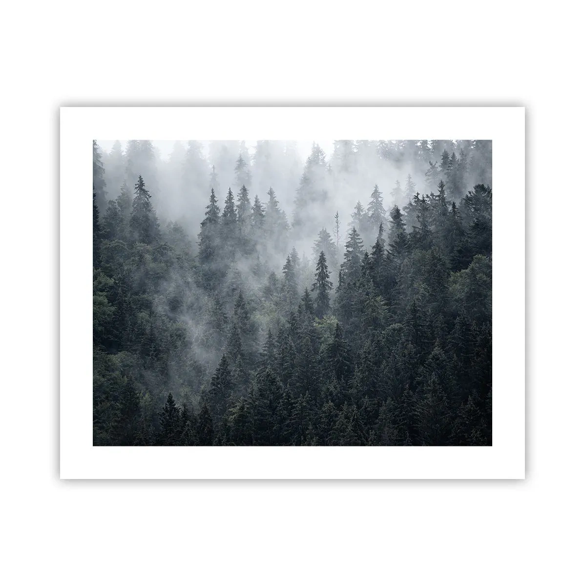 Póster - Amanecer en el bosque - 50x40 cm