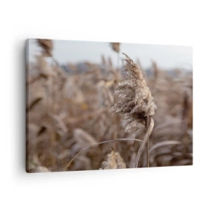 Cuadro sobre lienzo - Impresión de Imagen - Delicadas hierbas en tonos beige sobre el fondo de la naturaleza. - 70x50cm - Es hora de volar con el viento - Decoración de pared moderna para salón y dormitorio ARTTOR