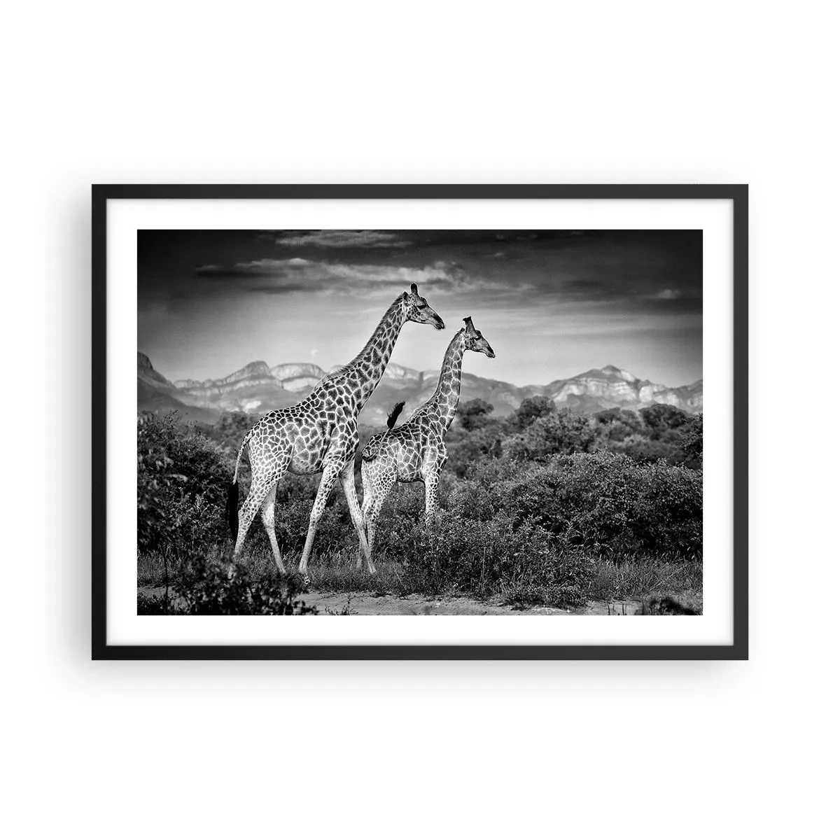Póster en marco negro - Siluetas en blanco y negro de dos jirafas en la sabana. - 70x50cm - La clase alta de África - Decoración de pared moderna para salón y dormitorio ARTTOR