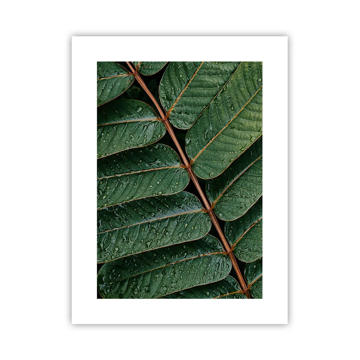 Póster - En un ritmo verde - 30x40 cm