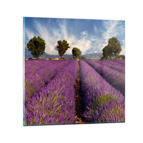 Cuadro sobre vidrio - Impresiones sobre Vidrio - Campos de lavanda - 70x70 cm