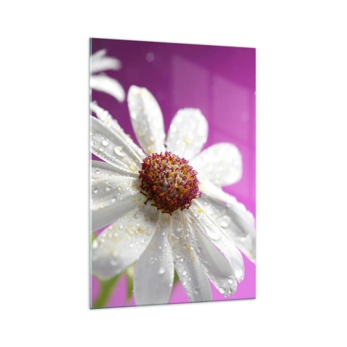 Cuadro sobre vidrio - Impresiones sobre Vidrio - Una margarita blanca cubierta de gotas de agua sobre un fondo rosa. - 70x100cm - Modesto en su belleza - Decoración de pared moderna para salón y dormitorio ARTTOR