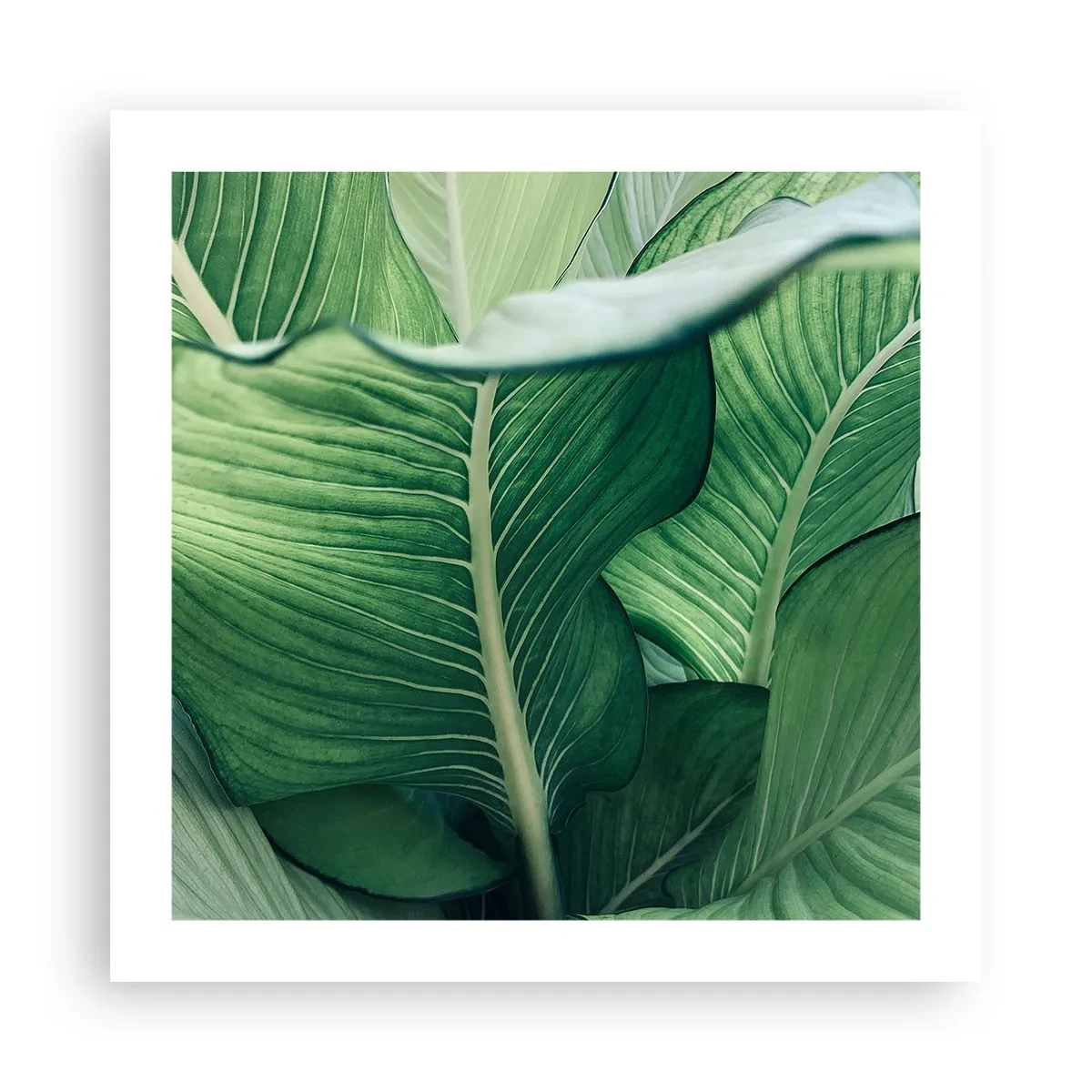 Póster - Vida intensamente verde - 50x50 cm