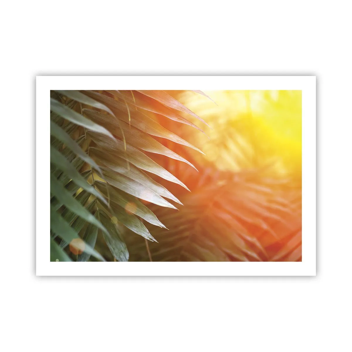 Póster - Mañana en la selva - 70x50 cm