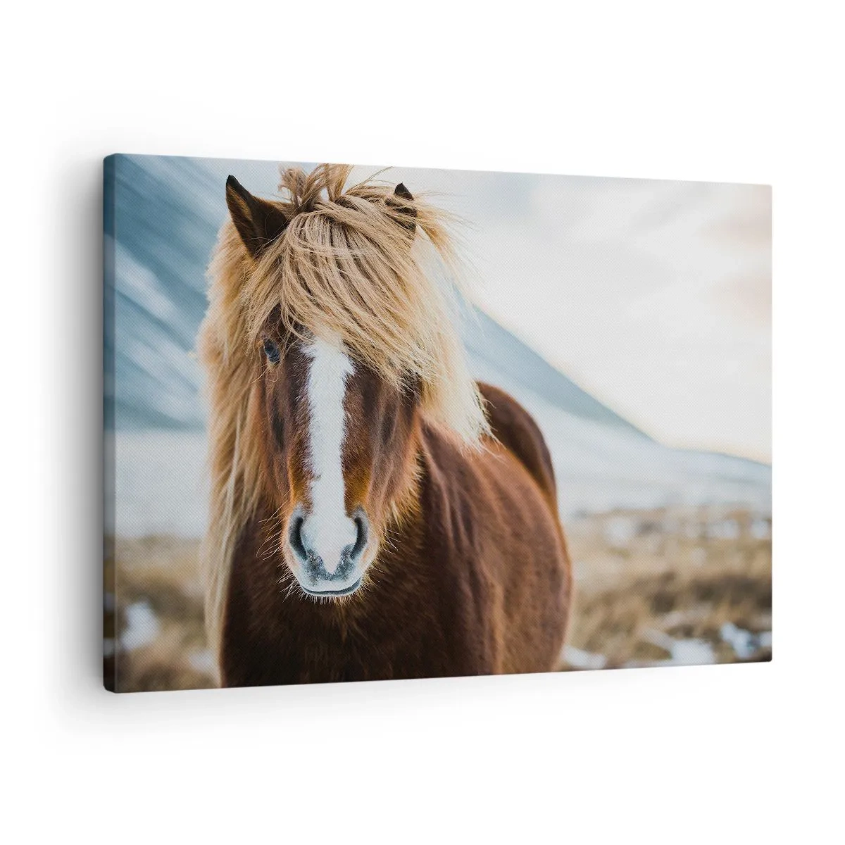 Cuadro sobre lienzo - Impresión de Imagen - Caballo islandés frente a un paisaje montañoso - 70x50cm - ¿Puedes sentir la libertad? - Decoración de pared moderna para salón y dormitorio ARTTOR