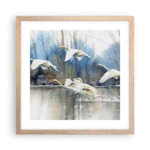 Póster en marco roble claro - Como en un cuento de cisnes salvajes - 40x40 cm