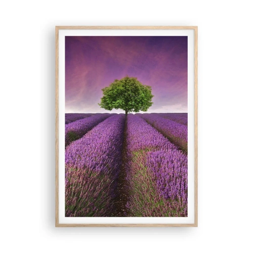 Póster en marco roble claro - En los campos de lavanda - 70x100 cm