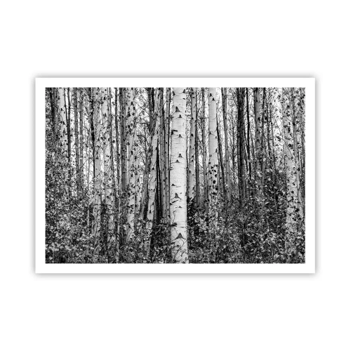 Póster - Abedules blancos y negros en el bosque - 100x70cm - Columnas de abedules - Decoración de pared moderna para salón y dormitorio ARTTOR
