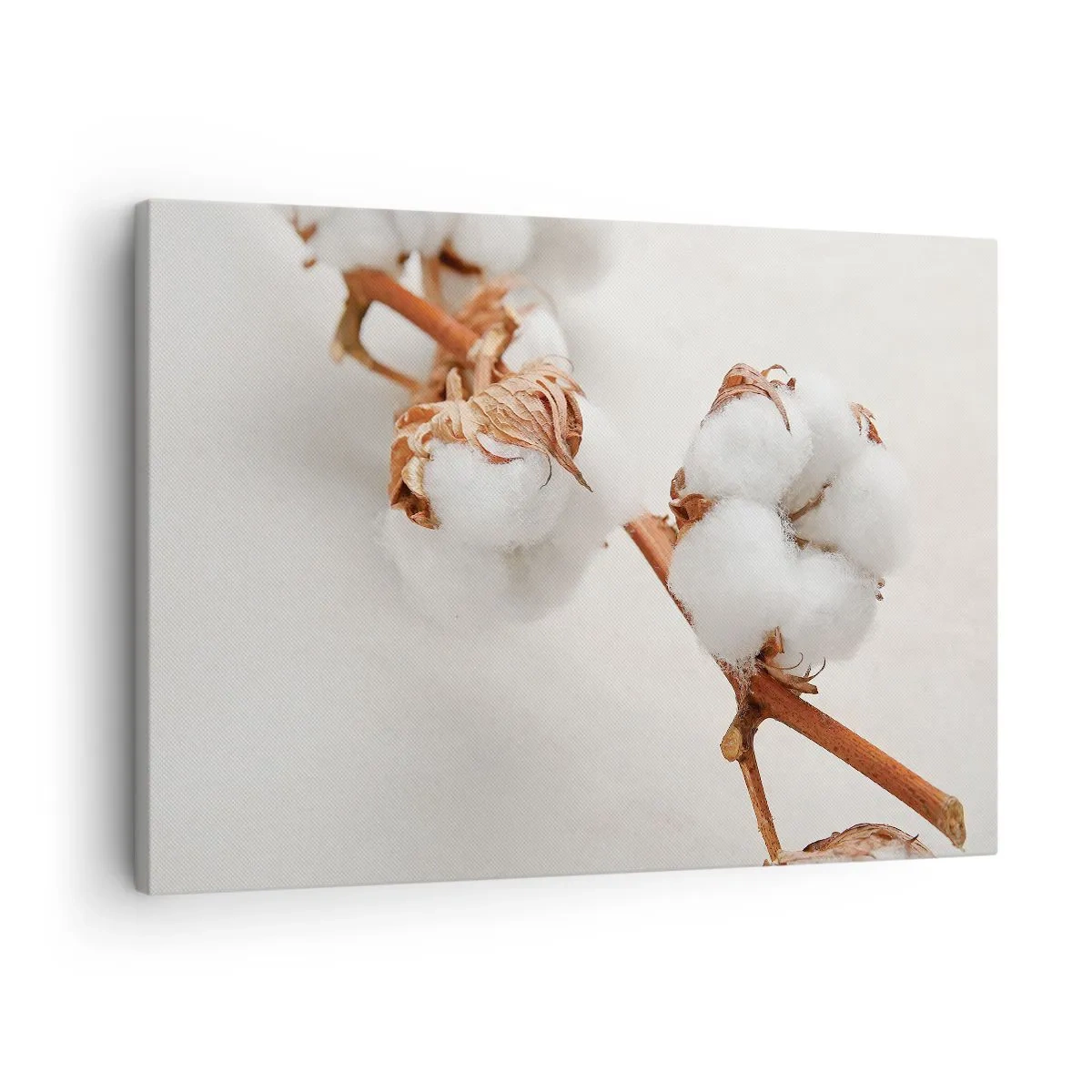 Cuadro sobre lienzo - Impresión de Imagen - Una ramita de algodón sobre un fondo sutil. - 70x50cm - Un suave tacto - Decoración de pared moderna para salón y dormitorio ARTTOR