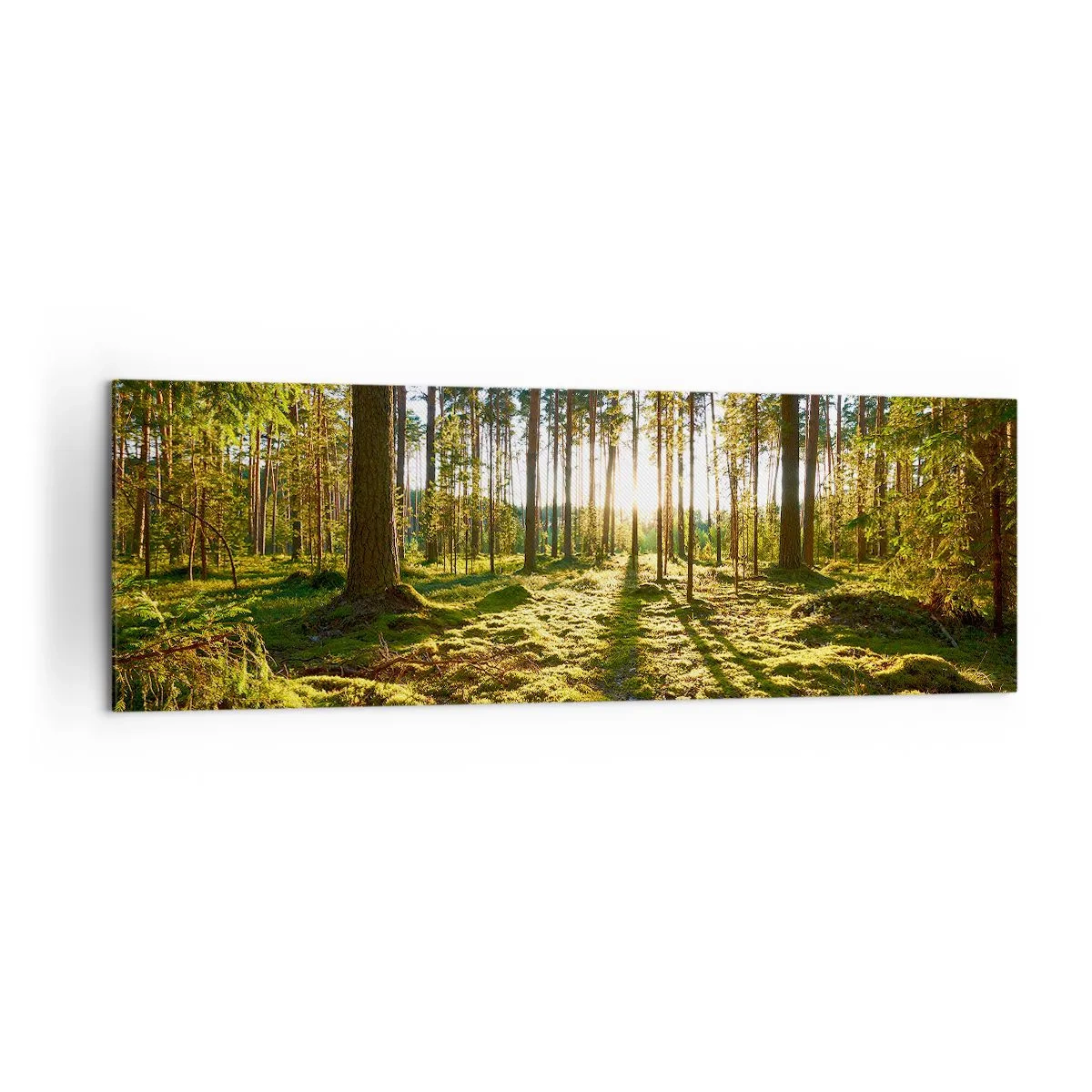 Cuadro sobre lienzo - Impresión de Imagen - Bosque verde iluminado por la luz del sol sobre el musgo. - 160x50cm - ...Más allá de los siete bosques - Decoración de pared moderna para salón y dormitorio ARTTOR