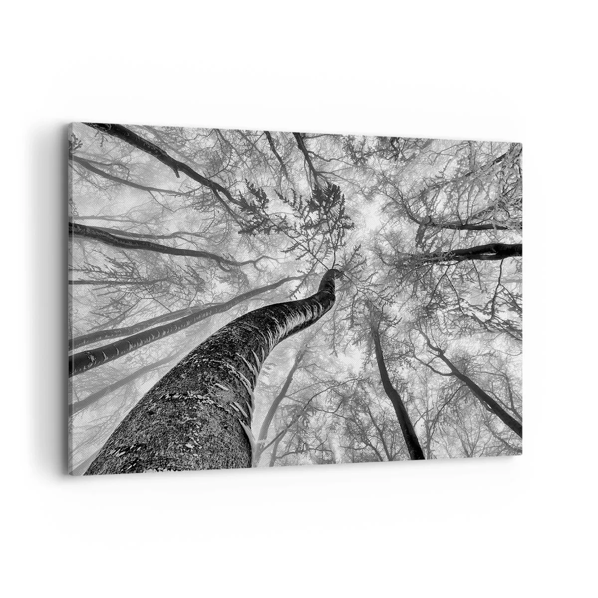 Cuadro sobre lienzo - Impresión de Imagen - Perspectiva de árboles en un bosque vistos desde abajo en tonos de gris. - 100x70cm - Carrera hacia la luz - Decoración de pared moderna para salón y dormitorio ARTTOR