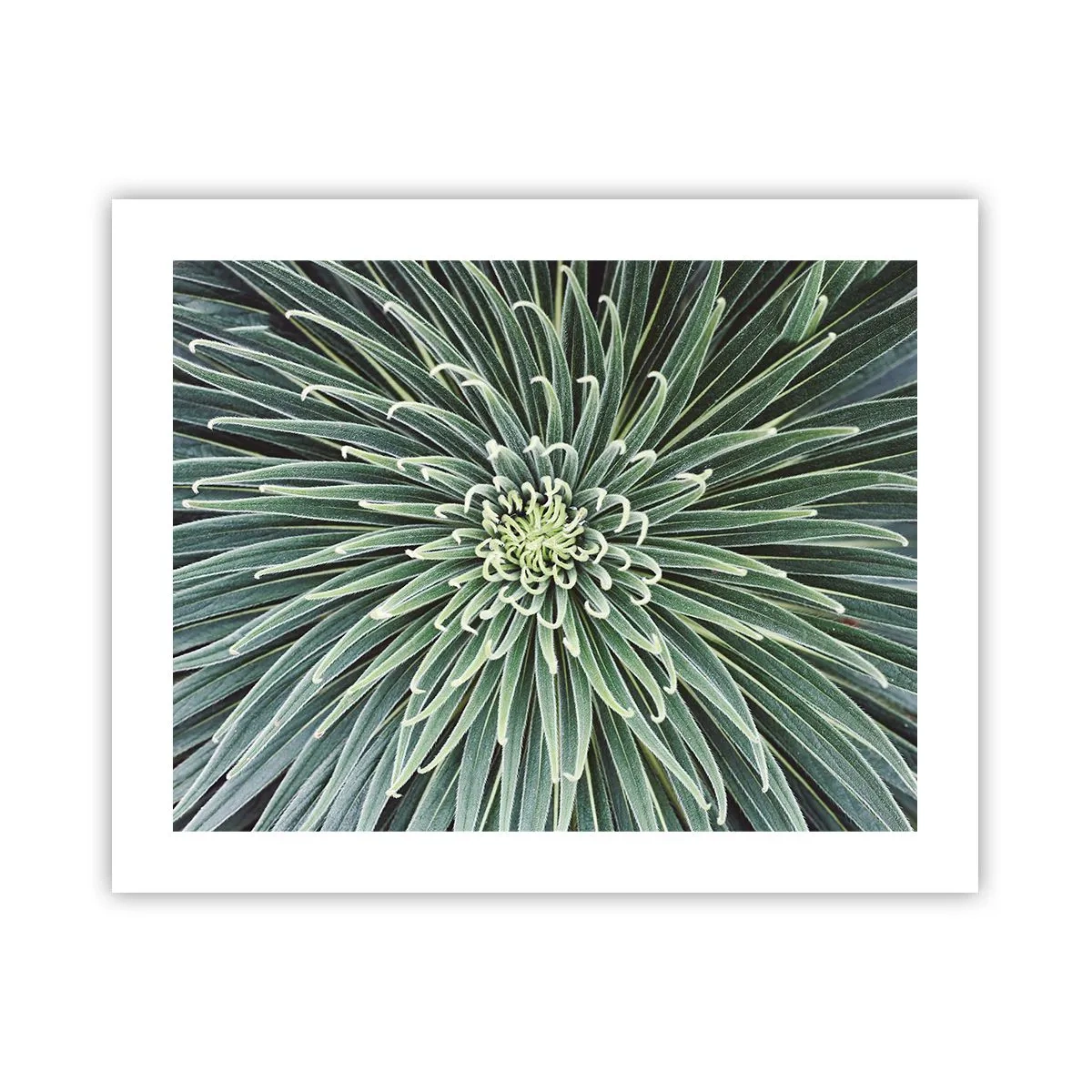 Póster - El nacimiento de una estrella - 50x40 cm