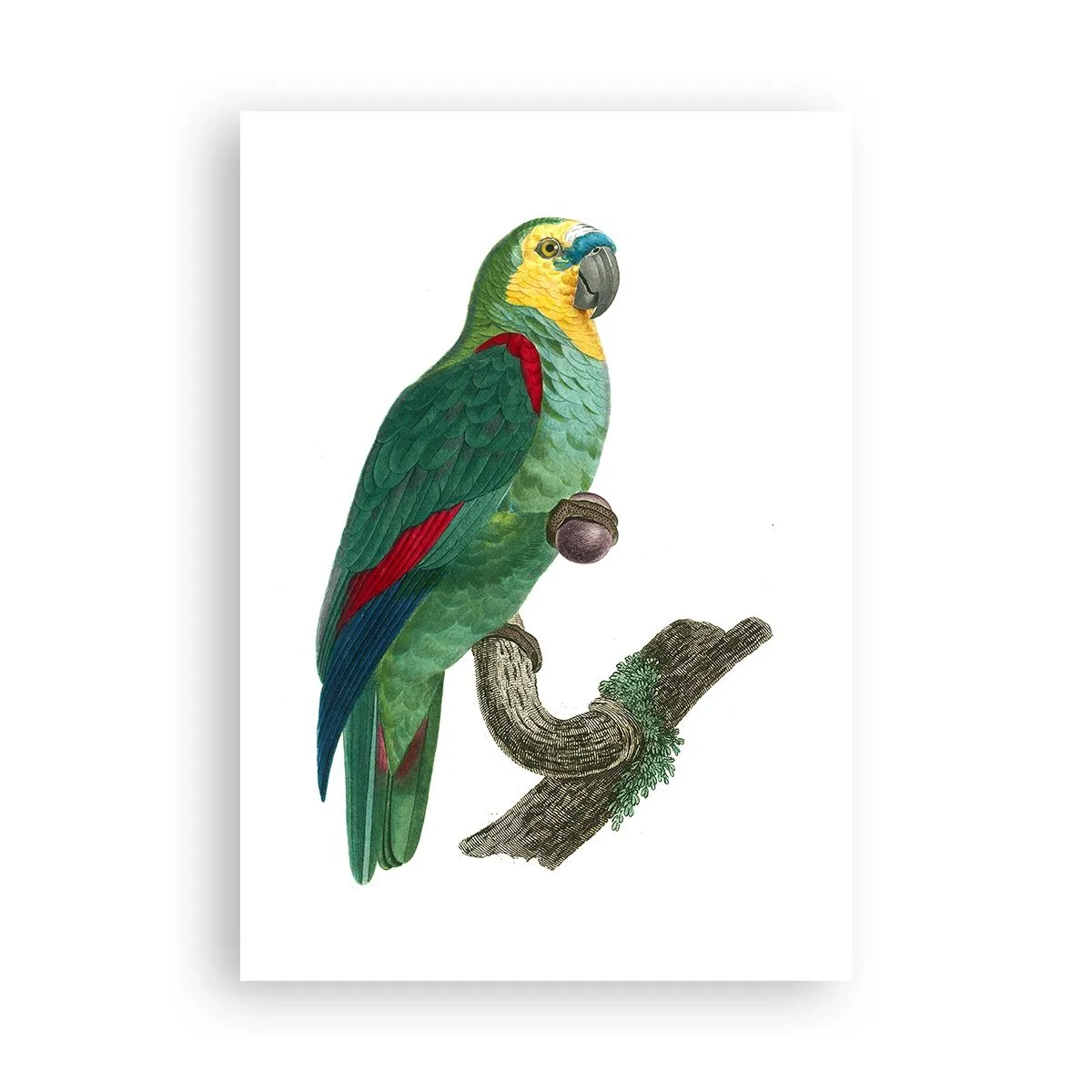 Póster - Retrato de un loro - 70x100 cm