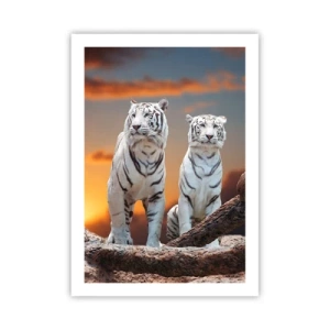 Póster - Tigres blancos contra el sol poniente - 50x70cm - Como en Narnia - Decoración de pared moderna para salón y dormitorio ARTTOR