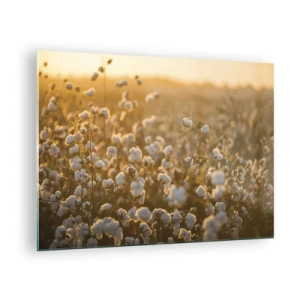 Cuadro sobre vidrio - Impresiones sobre Vidrio - Campo de algodón al atardecer - 70x50cm - Un campo esponjoso - Decoración de pared moderna para salón y dormitorio ARTTOR