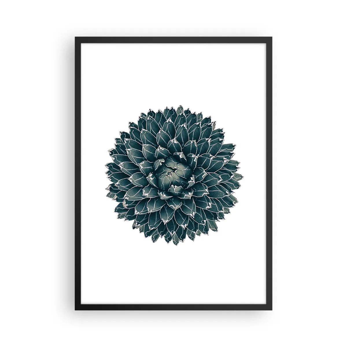 Póster en marco negro - Detalle de una suculenta con disposición simétrica de hojas. - 50x70cm - Estrella del desierto - Decoración de pared moderna para salón y dormitorio ARTTOR