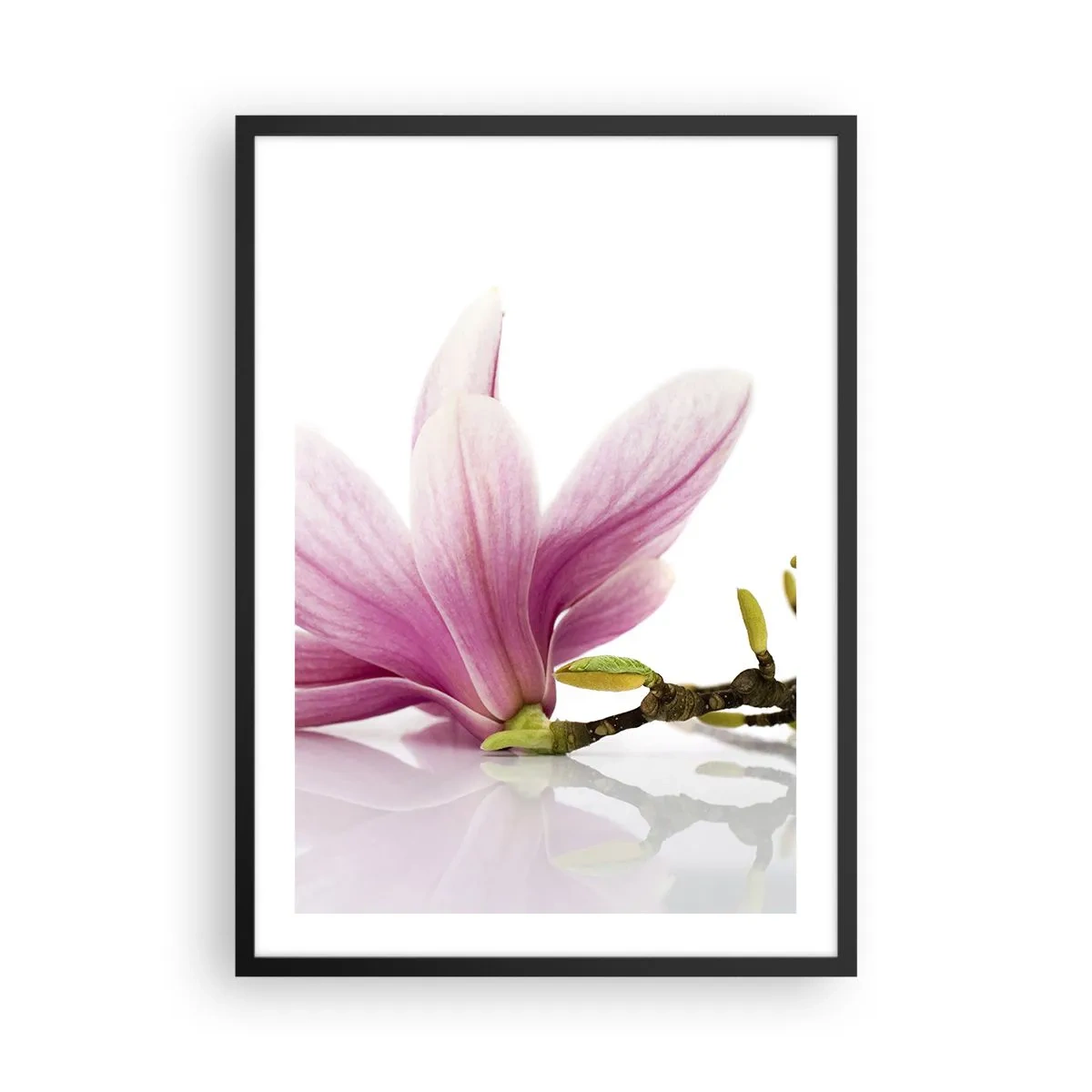 Póster en marco negro - Flor de magnolia rosa en una rama con fondo blanco. - 50x70cm - Suave como un soplo de primavera - Decoración de pared moderna para salón y dormitorio ARTTOR