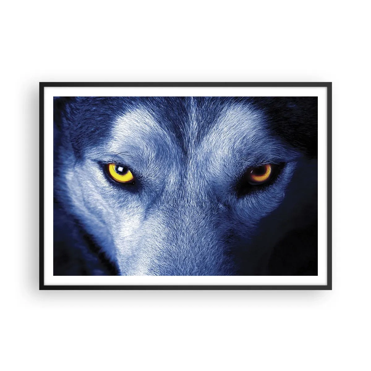 Póster en marco negro - Primer plano de la intensa mirada de un lobo sobre un fondo oscuro. - 100x70cm - La mirada hipnótica - Decoración de pared moderna para salón y dormitorio ARTTOR