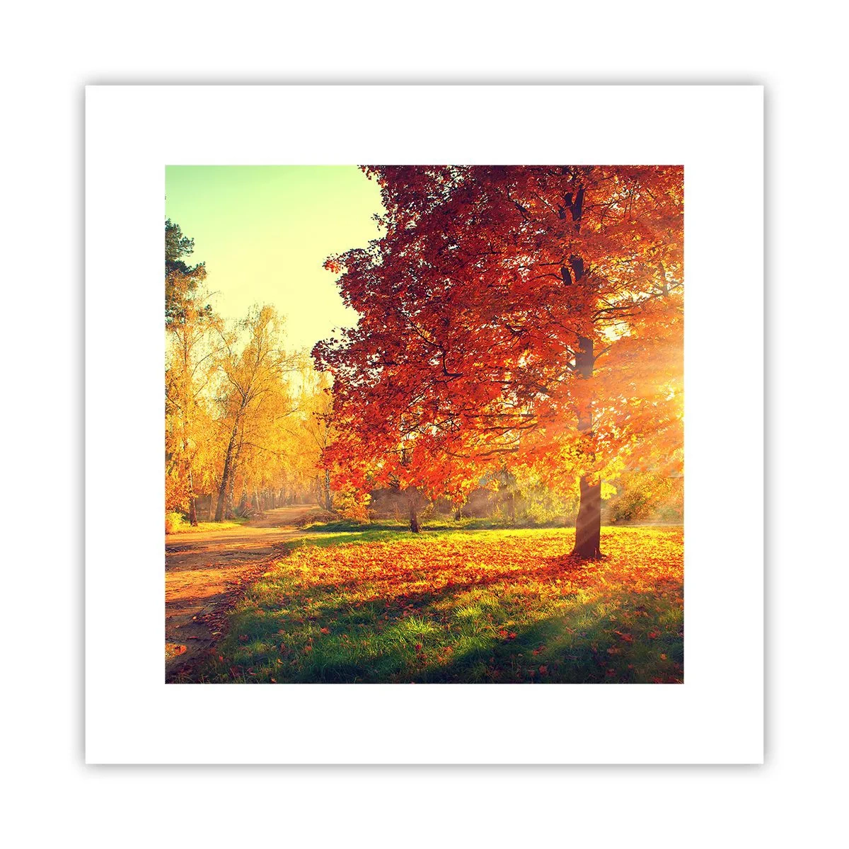 Póster - El rojo es hermoso - 30x30 cm
