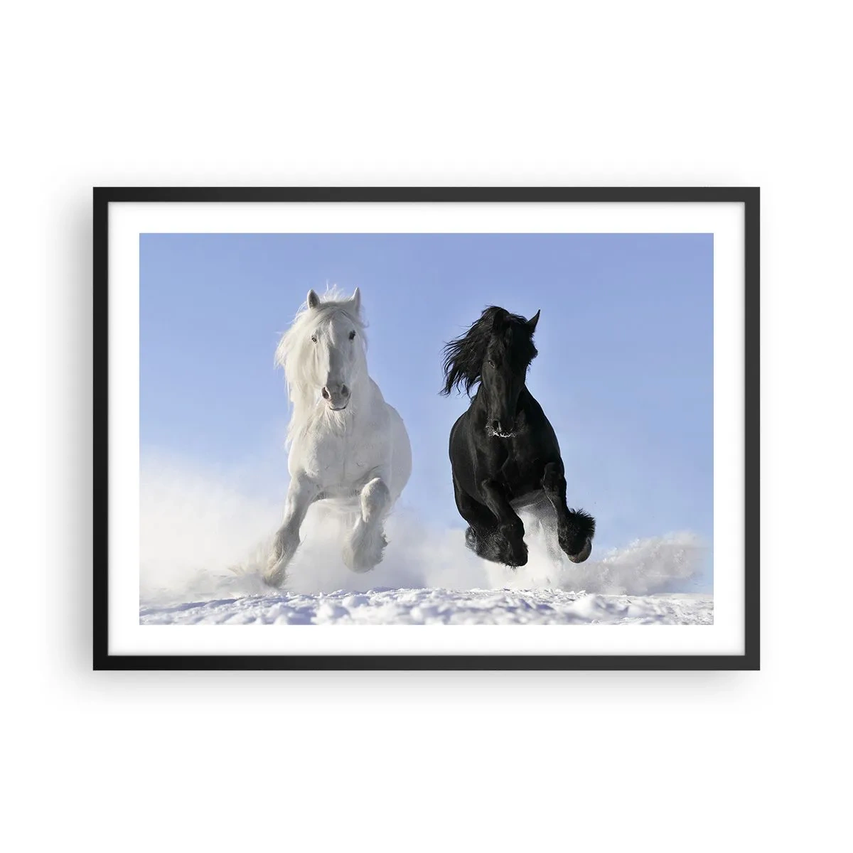 Póster en marco negro - Un caballo blanco y uno negro galopando por la nieve. - 70x50cm - Galope blanco y negro - Decoración de pared moderna para salón y dormitorio ARTTOR