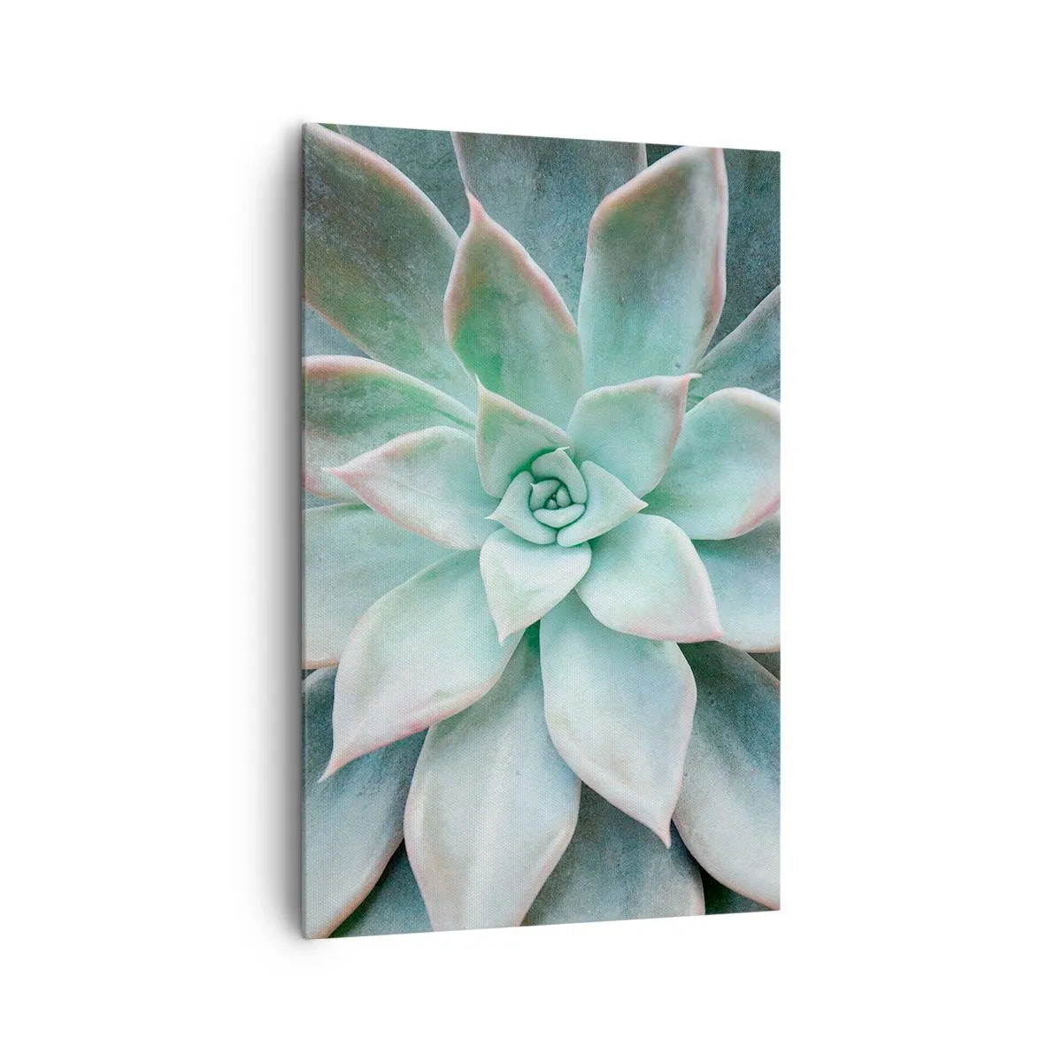 Cuadro sobre lienzo - Impresión de Imagen - Primer plano de una suculenta verde - 80x120cm - El corazón del desierto - Decoración de pared moderna para salón y dormitorio ARTTOR