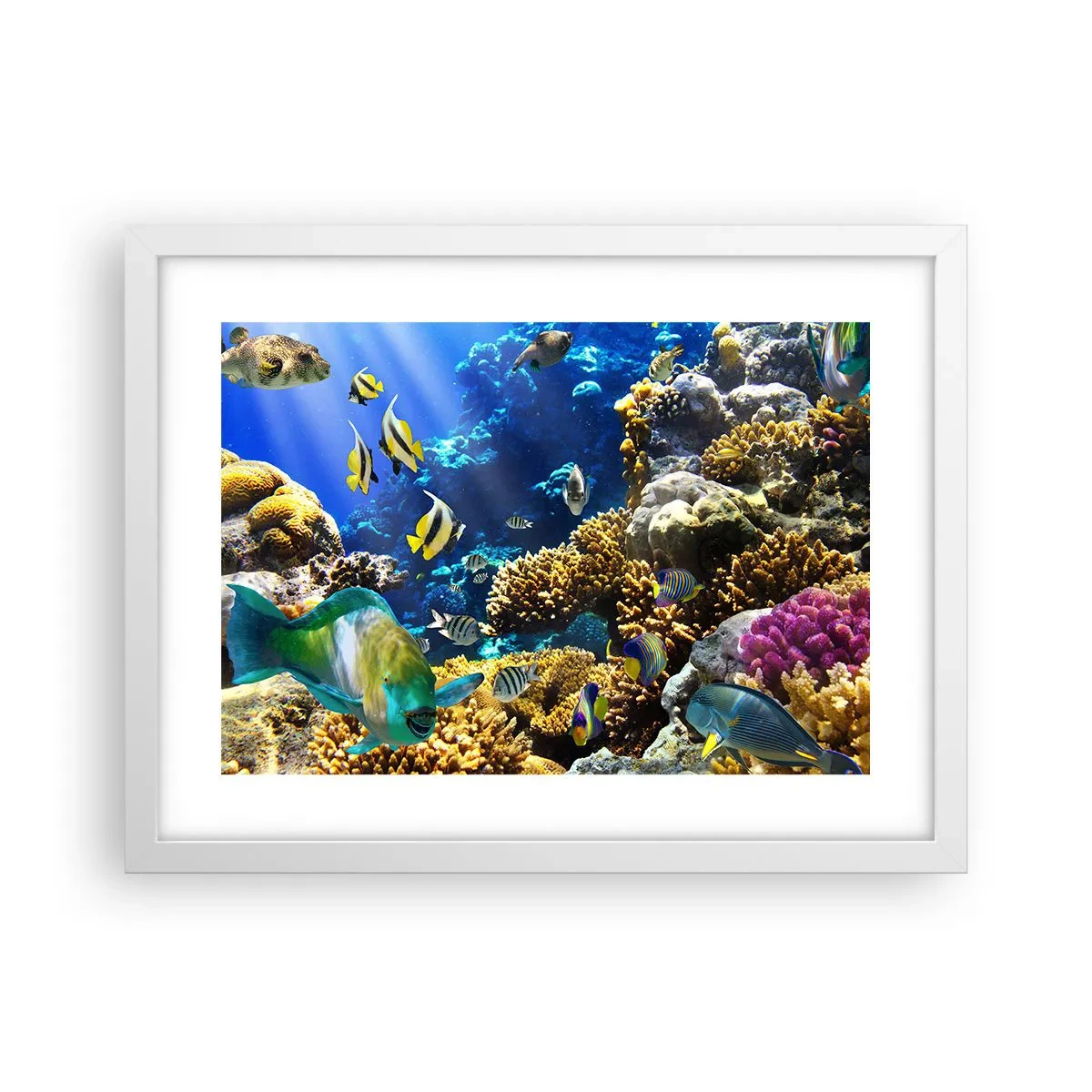 Póster en marco blanco - Vacaciones submarinas - 40x30 cm