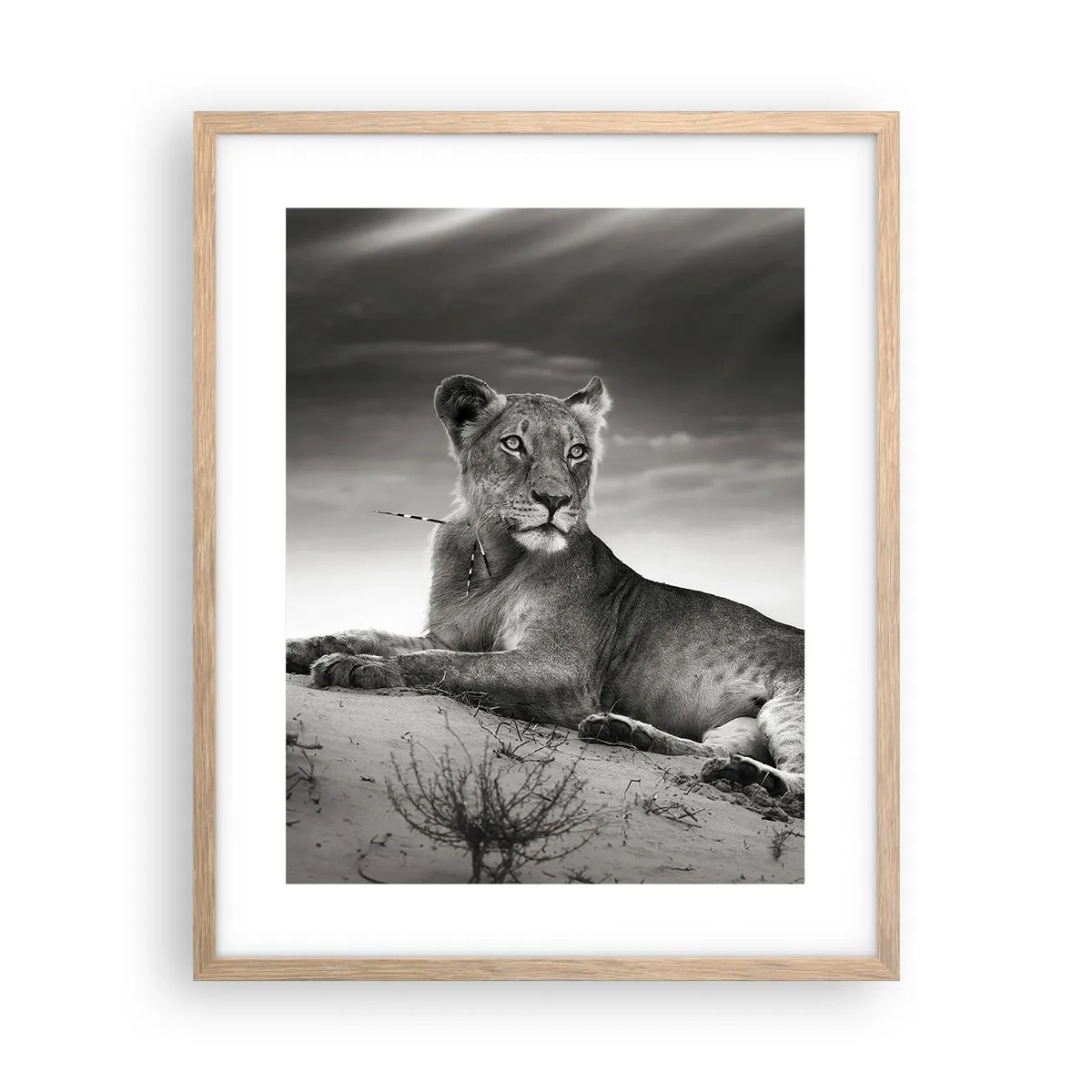 Póster en marco roble claro - Descanso de la reina del desierto - 40x50 cm