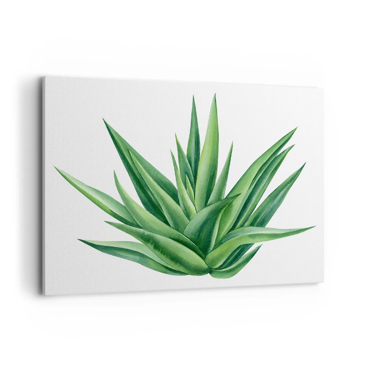 Cuadro sobre lienzo - Impresión de Imagen - Una planta verde jugosa sobre un fondo blanco. - 100x70cm - Verde - fuerza - vida - Decoración de pared moderna para salón y dormitorio ARTTOR